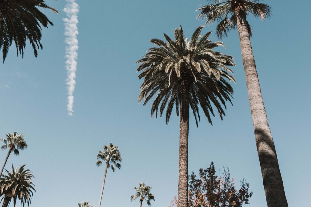 A view of palm trees to indicate California and how much you can charge for late fees. 