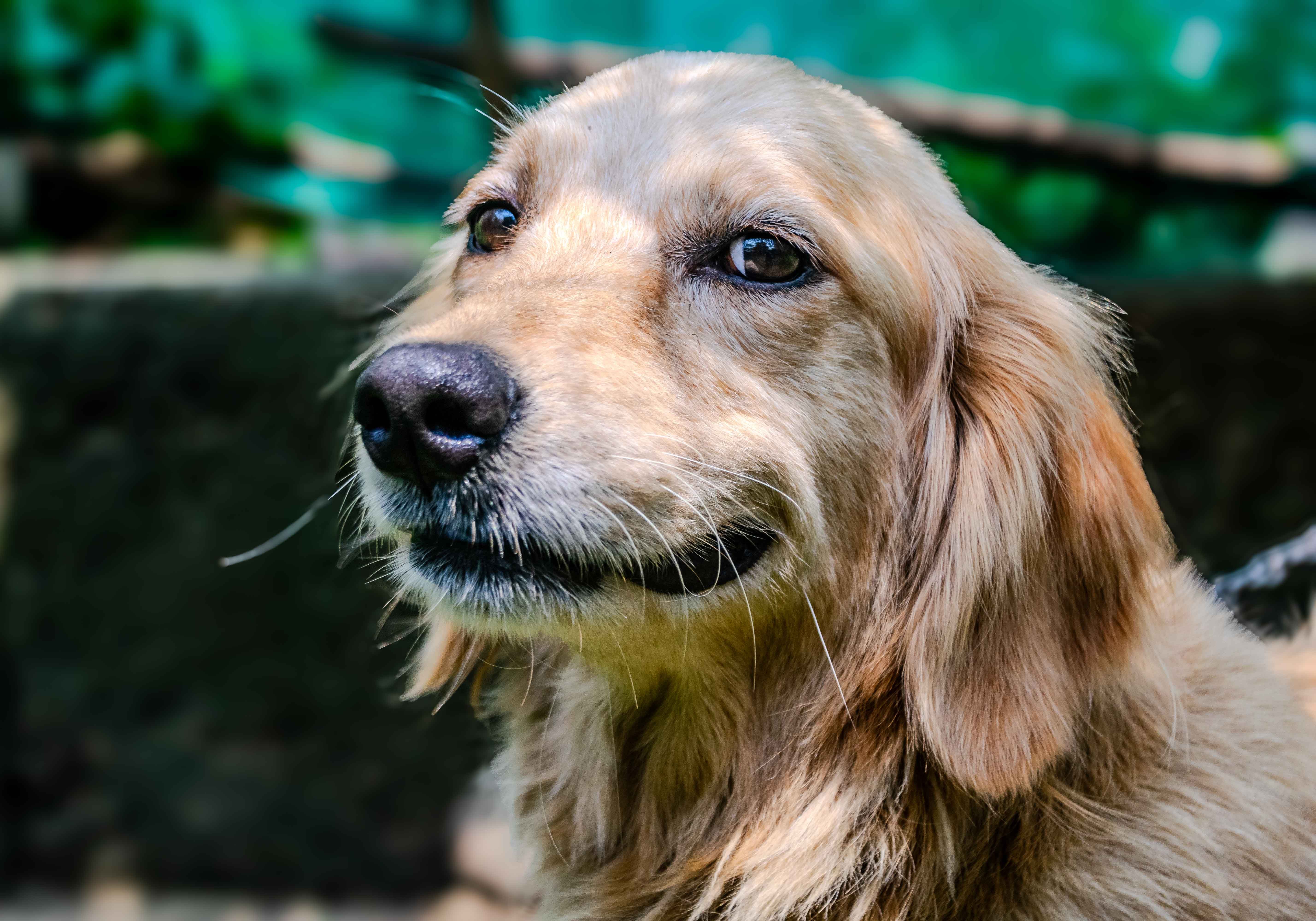 sb-1296-pet-policy-transparency-law-california-rentals