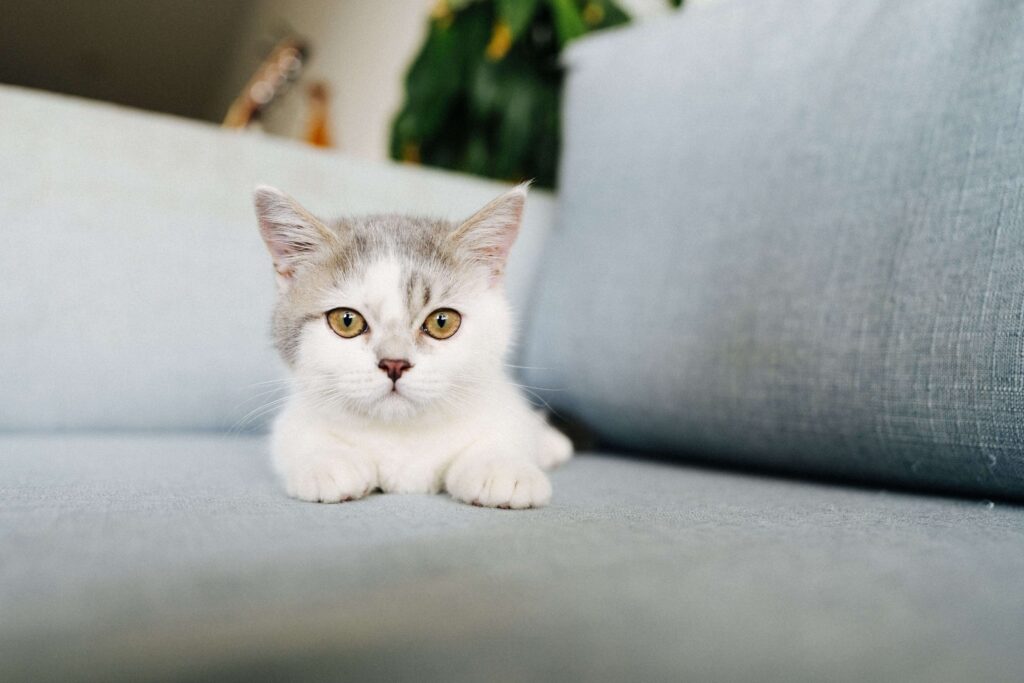 Always check with your property manager before agreeing to watch someone's pet. 